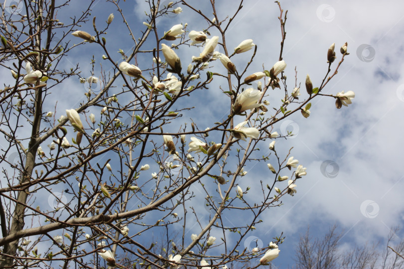 Скачать Цветение жасмина в Ботаническом саду фотосток Ozero