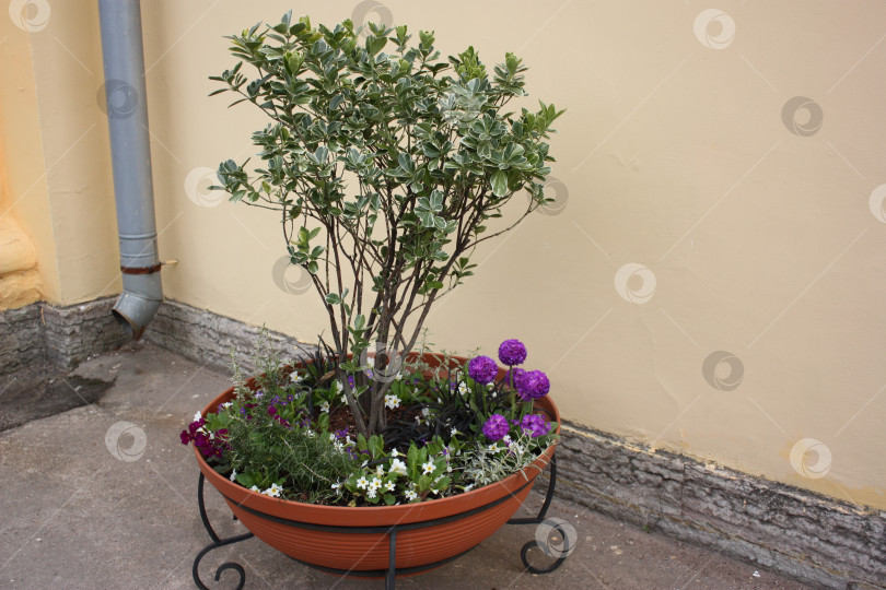 Скачать Клумба и цветы в Ботаническом саду фотосток Ozero