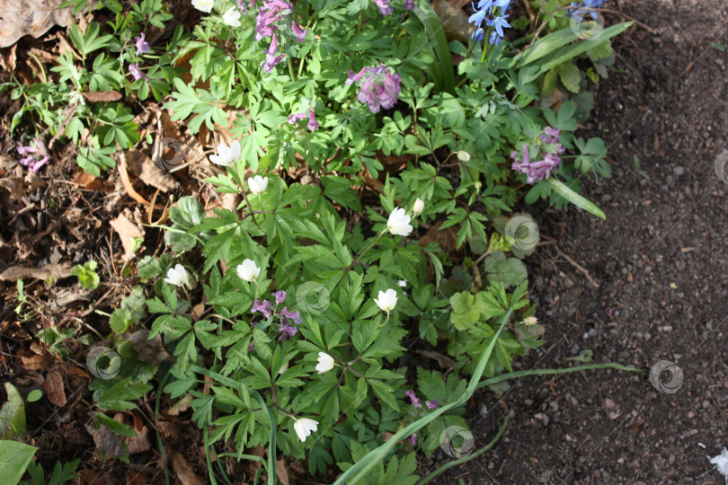 Скачать Цветы в Ботаническом саду фотосток Ozero