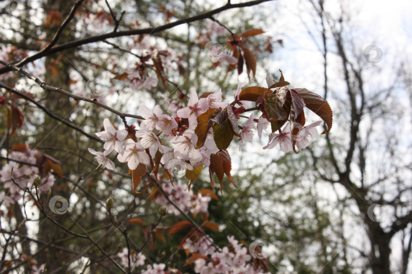 Скачать Цветение сакуры в Ботаническом саду фотосток Ozero