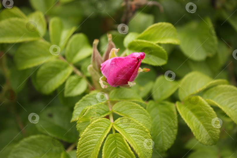 Скачать Цветок шиповника в саду фотосток Ozero