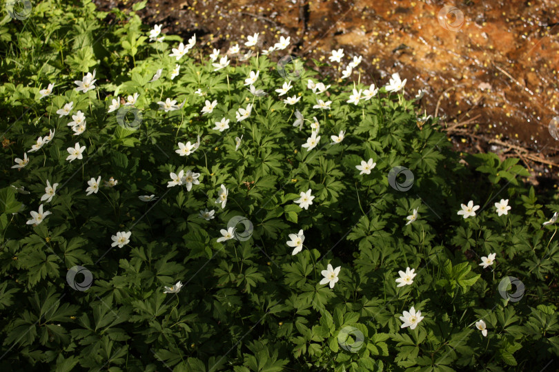 Скачать Белые цветы в Ботаническом саду фотосток Ozero