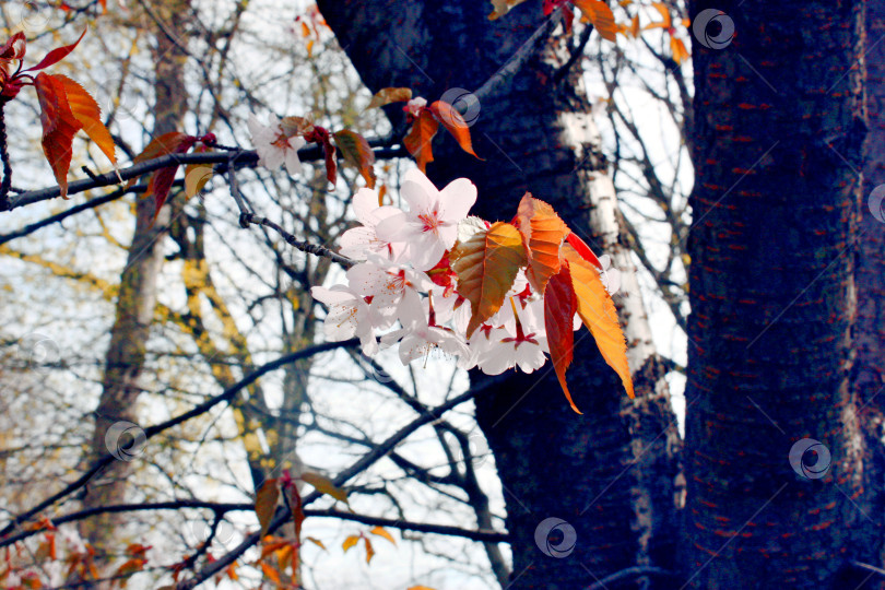 Скачать Цветение сакуры в саду фотосток Ozero