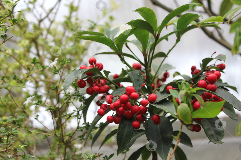 Скачать Ягоды в Ботаническом саду фотосток Ozero