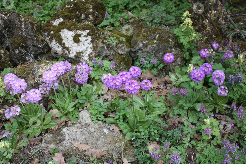 Скачать Клумба с цветами фотосток Ozero