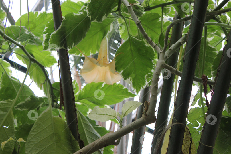 Скачать Колокольчик в Ботаническом саду фотосток Ozero