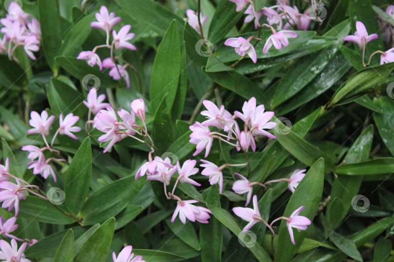 Скачать Цветы в Ботаническом саду фотосток Ozero