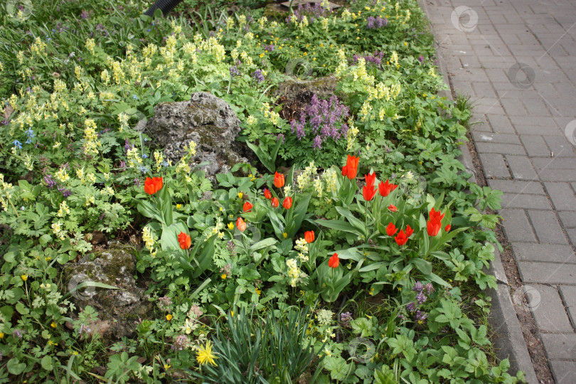 Скачать Тюльпаны в Ботаническом саду фотосток Ozero