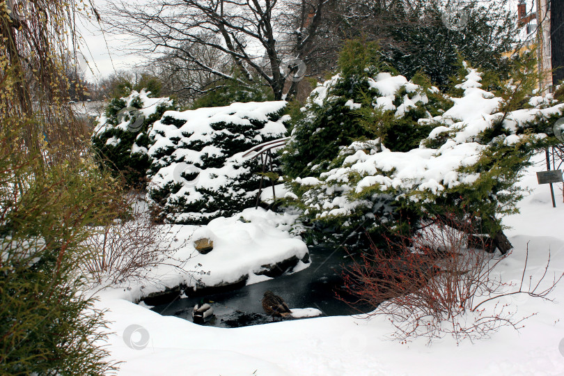 Скачать Утки в Ботаническом саду фотосток Ozero
