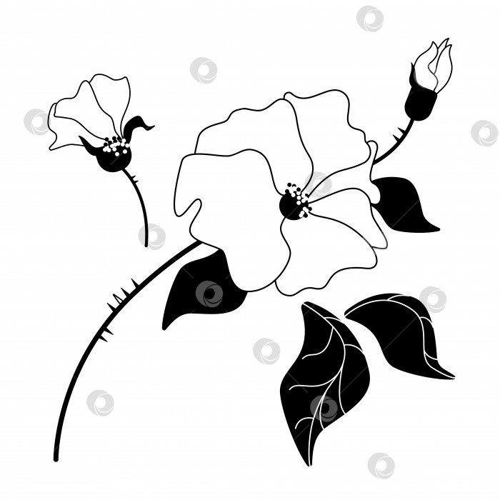 Скачать Минималистичный черно-белый набор графических символов шиповника или шиповниковой розы, векторные элементы фотосток Ozero
