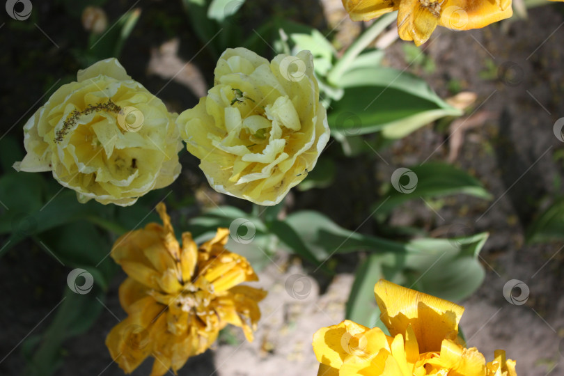 Скачать Жёлтые тюльпаны в городе фотосток Ozero