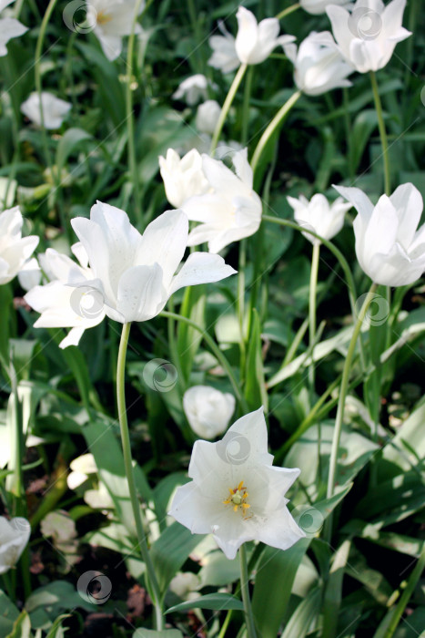 Скачать Белые тюльпаны в парке фотосток Ozero