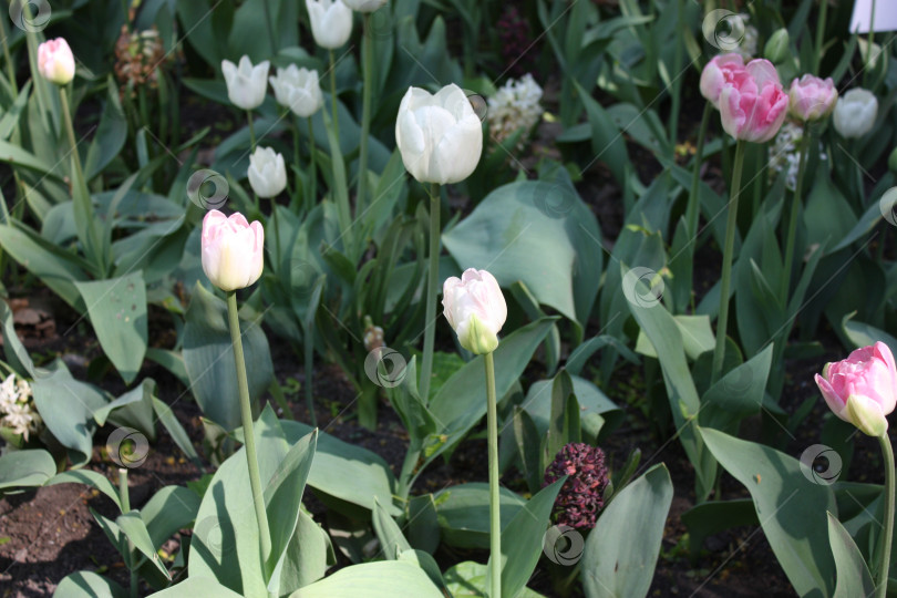 Скачать Тюльпаны в парке фотосток Ozero