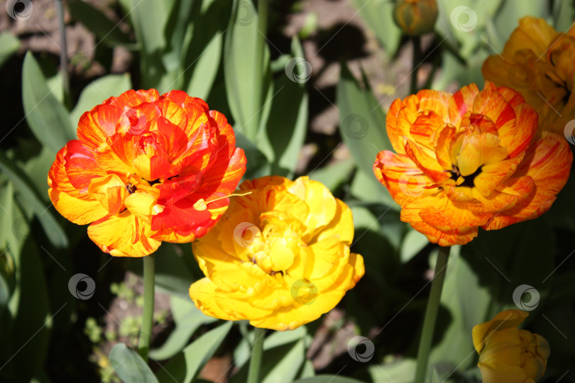 Скачать Тюльпаны разных цветов фотосток Ozero