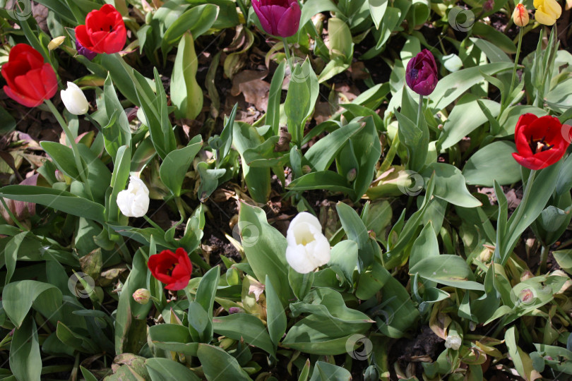 Скачать Красные и белые тюльпаны фотосток Ozero