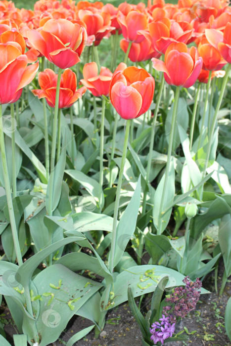 Скачать Красные тюльпаны в парке фотосток Ozero