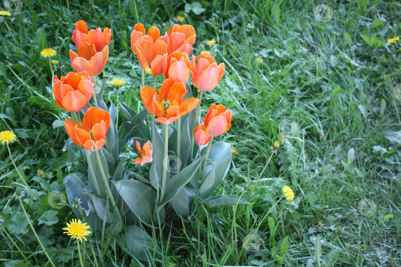 Скачать Оранжевые тюльпаны фотосток Ozero