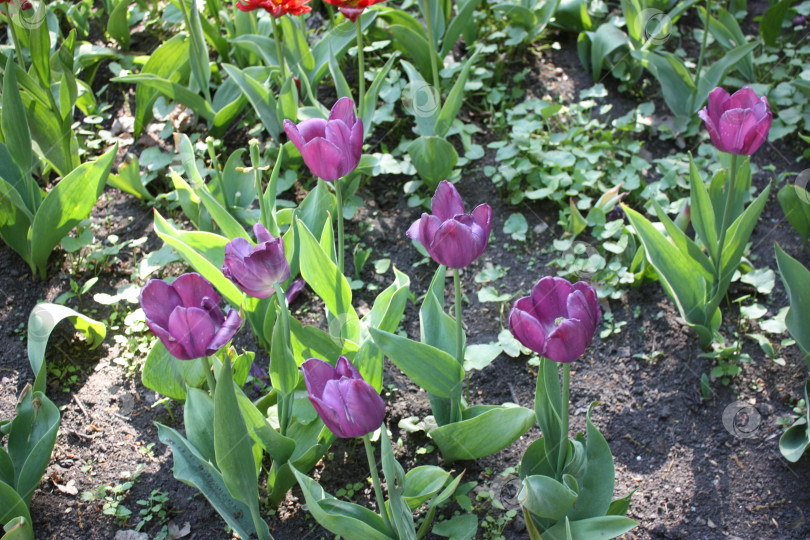 Скачать Фиолетовые тюльпаны фотосток Ozero