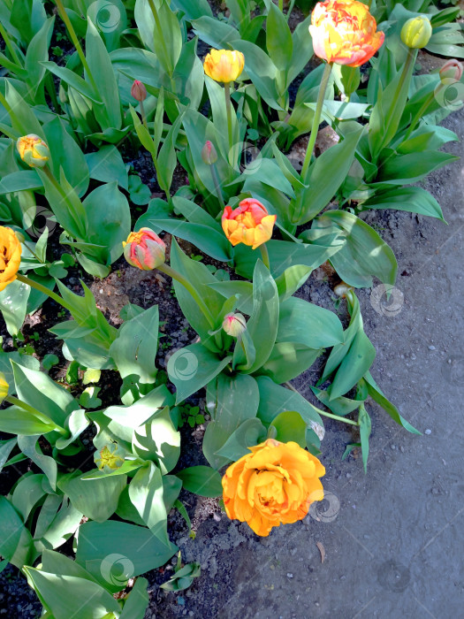 Скачать Фестиваль тюльпанов в парке фотосток Ozero