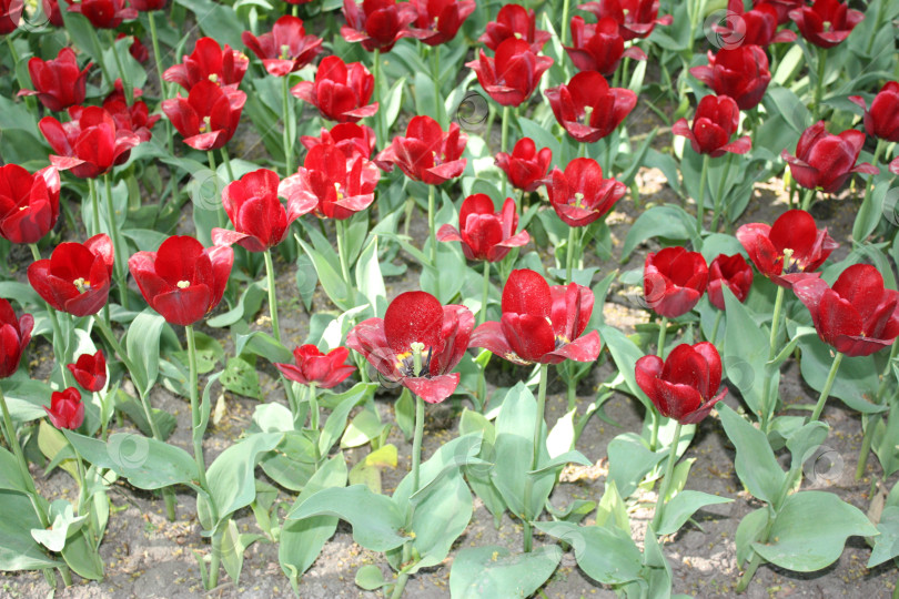 Скачать Красные тюльпаны на фестивале фотосток Ozero