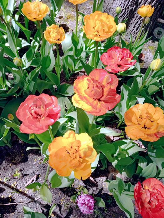 Скачать Разноцветные тюльпаны в парке фотосток Ozero