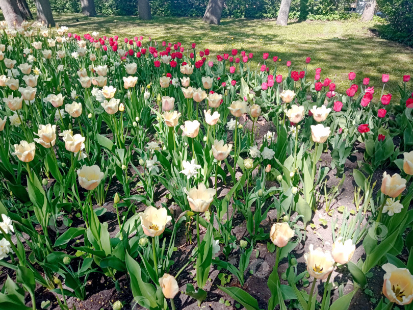 Скачать Фестиваль разных тюльпанов фотосток Ozero