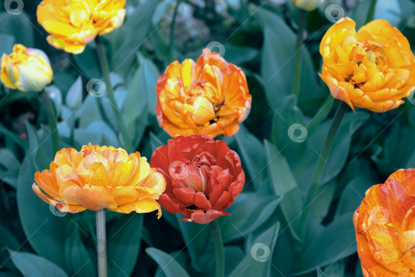 Скачать Тюльпаны разных цветов фотосток Ozero