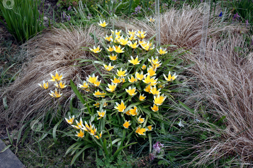 Скачать Жёлтые маленькие тюльпаны в парке фотосток Ozero