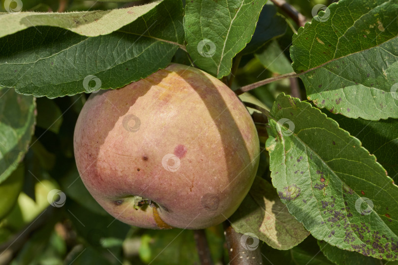 Скачать Макросъемка свежих яблок, созревающих на ветке среди листвы. фотосток Ozero