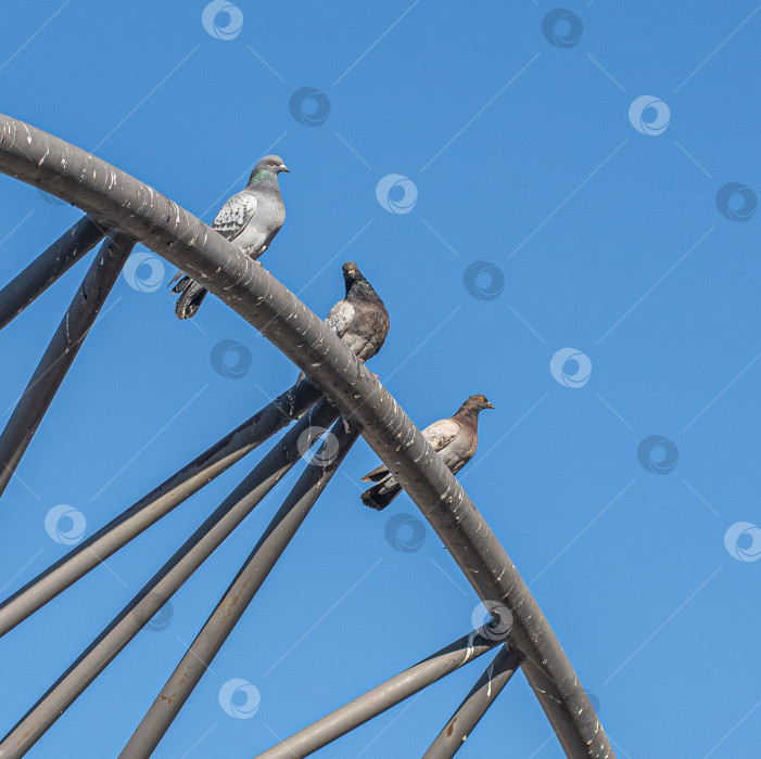 Скачать Три голубя сидят на металлической конструкции на фоне ясного голубого неба. фотосток Ozero