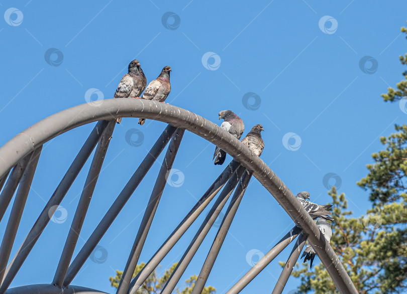 Скачать Голуби сидят на металлической конструкции на фоне ясного голубого неба. фотосток Ozero