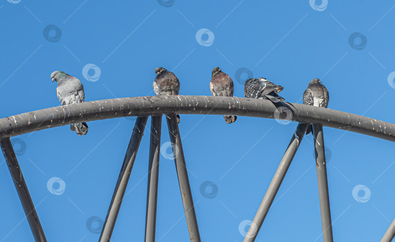 Скачать Голуби сидят на металлической конструкции на фоне ясного голубого неба. фотосток Ozero