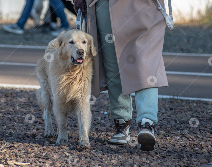 Скачать Человек в светлом пальто выгуливает собаку, золотистого ретривера. фотосток Ozero