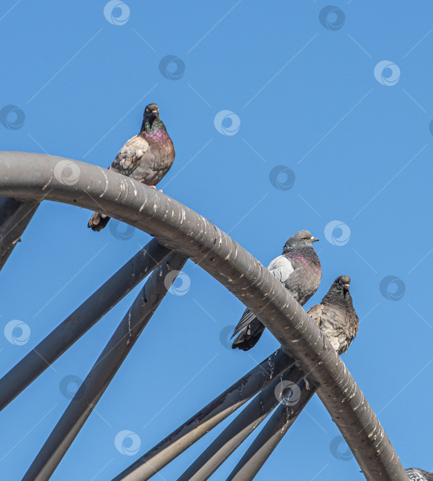 Скачать Три голубя сидят на металлической конструкции на фоне ясного голубого неба. фотосток Ozero