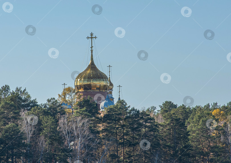 Скачать Россия, Красноярск 25 сентября 2025г. Золотой купол церкви с крестом наверху, окружённый деревьями. фотосток Ozero
