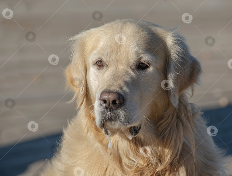 Скачать Портрет собаки породы Золотистый ретривер. Фон белый, зима. фотосток Ozero