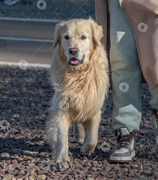 Скачать Человек в светлом пальто выгуливает собаку, золотистого ретривера. фотосток Ozero
