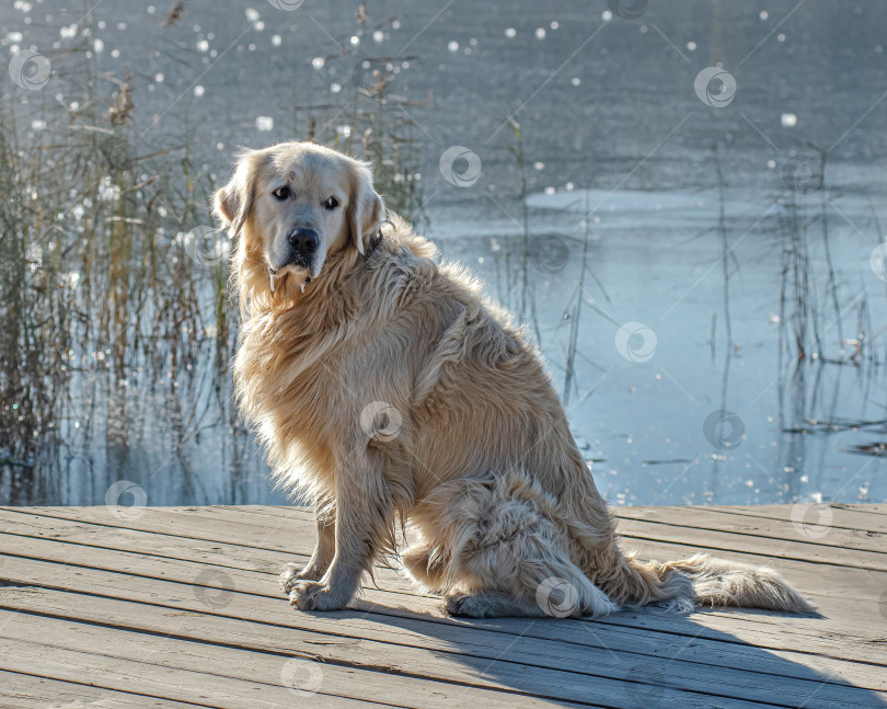 Скачать Собака Золотистый ретривер сидит на деревянной платформе у воды. фотосток Ozero