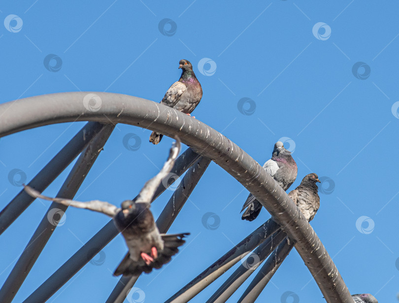Скачать Три голубя сидят на металлической конструкции на фоне ясного голубого неба. фотосток Ozero