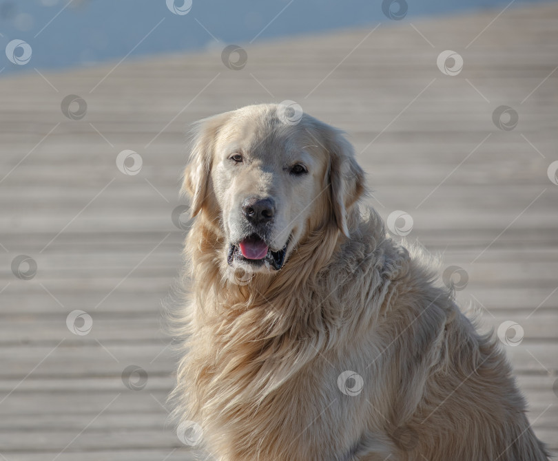 Скачать Собака Золотистый ретривер сидит на деревянной платформе у воды. фотосток Ozero