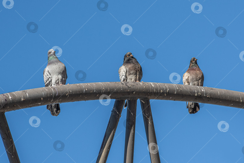 Скачать Три голубя сидят на металлической конструкции на фоне ясного голубого неба. фотосток Ozero