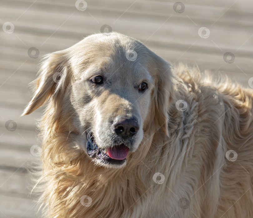 Скачать Собака породы Золотистый ретривер Лабрадор фотосток Ozero