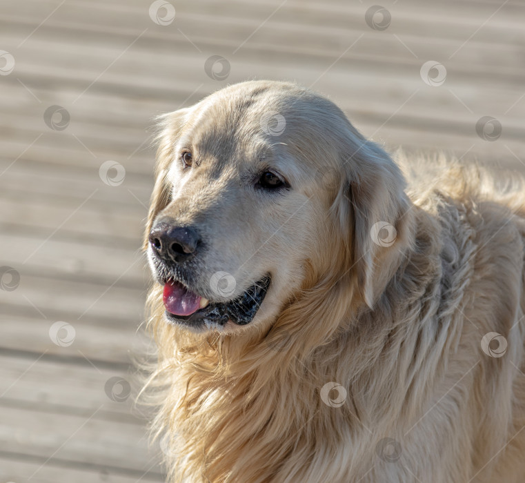 Скачать Собака породы Золотистый ретривер Лабрадор фотосток Ozero