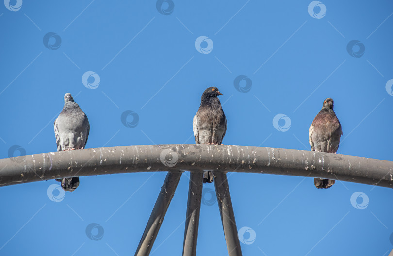 Скачать Три голубя сидят на металлической конструкции на фоне ясного голубого неба. фотосток Ozero
