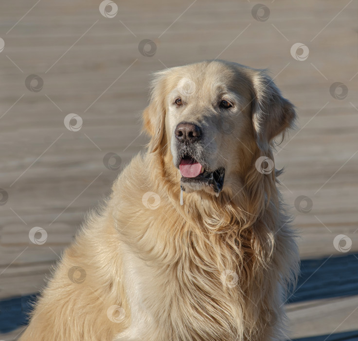 Скачать Собака породы Золотистый ретривер Лабрадор фотосток Ozero