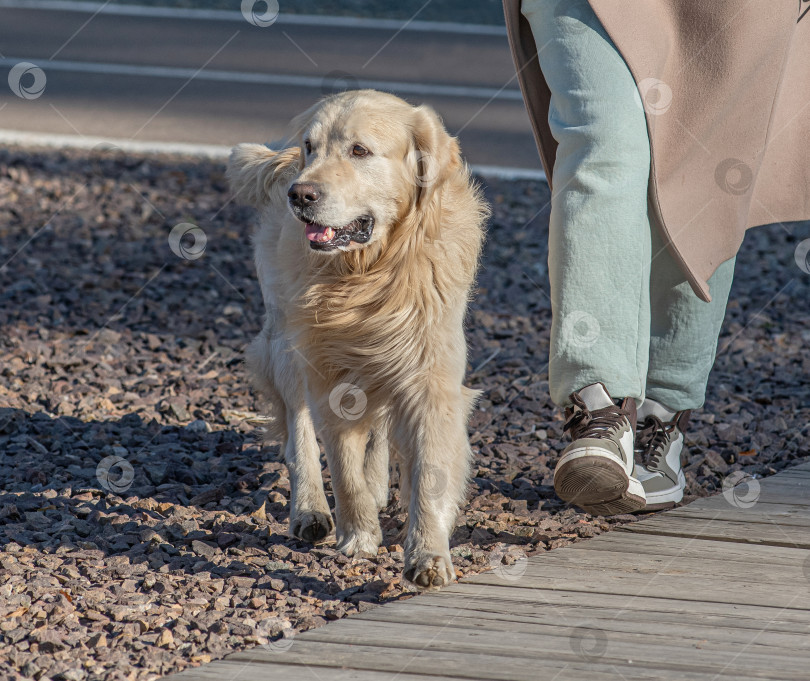 Скачать Человек в светлом пальто выгуливает собаку, золотистого ретривера. фотосток Ozero