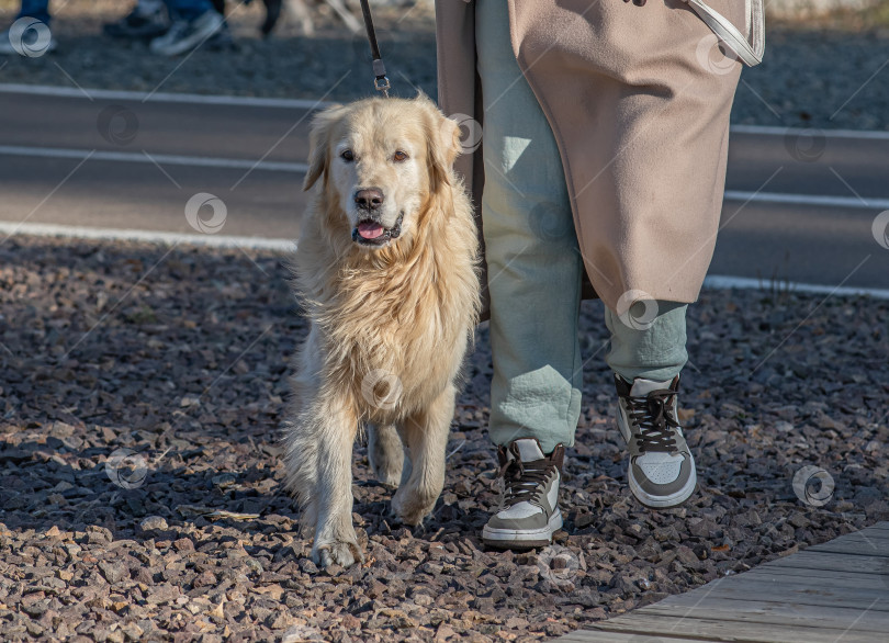 Скачать Человек в светлом пальто выгуливает собаку, золотистого ретривера. фотосток Ozero