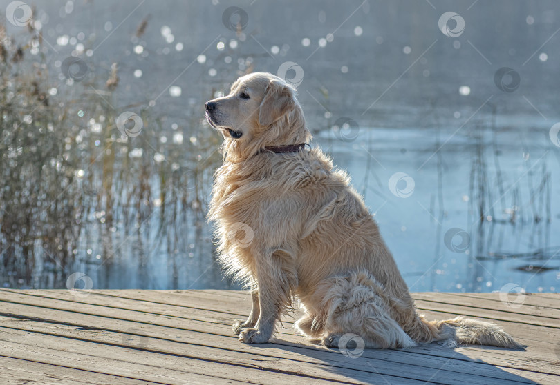 Скачать Собака Золотистый ретривер сидит на деревянной платформе у воды. фотосток Ozero