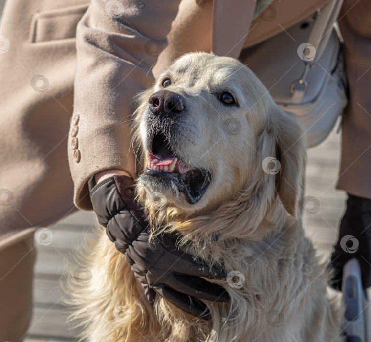Скачать Человек в светлом пальто выгуливает собаку, золотистого ретривера. фотосток Ozero