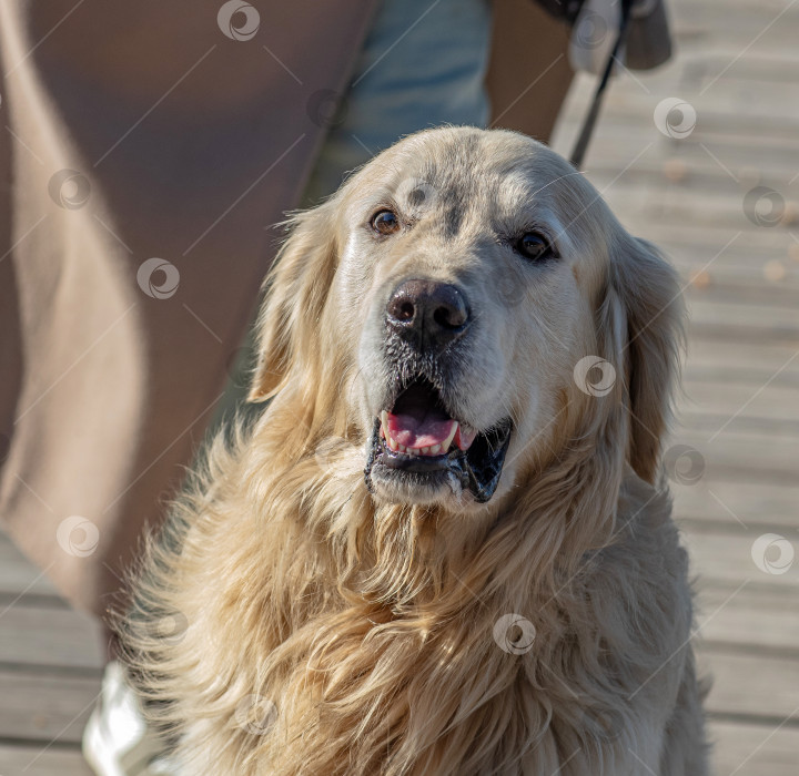 Скачать Собака породы Золотистый ретривер Лабрадор фотосток Ozero